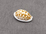 Small Sieve Cowrie - Cypraea Cribaraia - (1 shell, .75-.875 inches). Tan shell with white edges and spots along the back. Copyright 2025 SeaShellSupply.com.