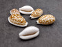 Small Sieve Cowrie - Cypraea Cribaraia - (1 shell, .75-.875 inches). Tan shell with white edges and spots along the back. Copyright 2025 SeaShellSupply.com.