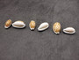 Small Sieve Cowrie - Cypraea Cribaraia - (1 shell, .75-.875 inches). Tan shell with white edges and spots along the back. Copyright 2025 SeaShellSupply.com.