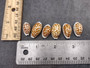 Small Sieve Cowrie - Cypraea Cribaraia - (1 shell, .75-.875 inches). Tan shell with white edges and spots along the back. Copyright 2025 SeaShellSupply.com.