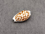 Small Sieve Cowrie - Cypraea Cribaraia - (1 shell, .75-.875 inches). Tan shell with white edges and spots along the back. Copyright 2025 SeaShellSupply.com.