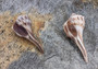 Small Lightning Whelk - Busycon Contrarium - (2 Shells approx. 2-3 inches). Two brown pleated shells with long ends and a tight spiral on the top.Copyright 2022 SeaShellSupply.com.