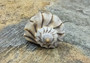Small Lightning Whelk - Busycon Contrarium - (2 Shells approx. 2-3 inches). Two brown pleated shells with long ends and a tight spiral on the top.Copyright 2022 SeaShellSupply.com.