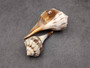 Small Lightning Whelk - Busycon Contrarium - (2 Shells approx. 2-3 inches). Two brown pleated shells with long ends and a tight spiral on the top. Copyright 2025 SeaShellSupply.com.