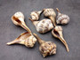 Small Lightning Whelk - Busycon Contrarium - (2 Shells approx. 2-3 inches). Two brown pleated shells with long ends and a tight spiral on the top. Copyright 2025 SeaShellSupply.com.