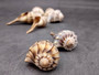 Small Lightning Whelk - Busycon Contrarium - (2 Shells approx. 2-3 inches). Two brown pleated shells with long ends and a tight spiral on the top. Copyright 2025 SeaShellSupply.com.