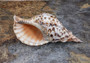 Pacific Triton - Charonia Tritonis - (1 shell approx. 10-11 inches). Brown and white dotted shell with ribs and a wide curled opening and long spiral. Copyright 2022 SeaShellSupply.com.