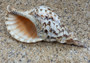 Pacific Triton - Charonia Tritonis - (1 shell approx. 10-11 inches). Brown and white dotted shell with ribs and a wide curled opening and long spiral. Copyright 2022 SeaShellSupply.com.