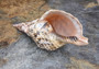Pacific Triton - Charonia Tritonis - (1 shell approx. 10-11 inches). Brown and white dotted shell with ribs and a wide curled opening and long spiral. Copyright 2022 SeaShellSupply.com.