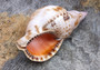 Caribbean Triton - Charonia Tritonis - (1 shell approx. 5-6 inches). Brown and orange tinted shell with some color design. Copyright 2022 SeaShellSupply.com.