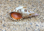 Caribbean Triton - Charonia Tritonis - (1 shell approx. 5-6 inches). Brown and orange tinted shell with some color design. Copyright 2022 SeaShellSupply.com.