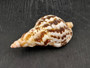 Caribbean Triton - Charonia Tritonis - (1 shell approx. 5-6 inches). Brown and orange tinted shell with some color design. Copyright 2025 SeaShellSupply.com.