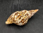 Caribbean Triton - Charonia Tritonis - (1 shell approx. 5-6 inches). Brown and orange tinted shell with some color design. Copyright 2025 SeaShellSupply.com.