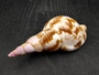 Caribbean Triton - Charonia Tritonis - (1 shell approx. 5-6 inches). Brown and orange tinted shell with some color design. Copyright 2025 SeaShellSupply.com.