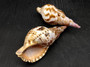 Caribbean Triton - Charonia Tritonis - (1 shell approx. 5-6 inches). Brown and orange tinted shell with some color design. Copyright 2025 SeaShellSupply.com.