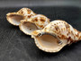 Caribbean Triton - Charonia Tritonis - (1 shell approx. 5-6 inches). Brown and orange tinted shell with some color design. Copyright 2025 SeaShellSupply.com.