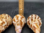 Caribbean Triton - Charonia Tritonis - (1 shell approx. 5-6 inches). Brown and orange tinted shell with some color design. Copyright 2025 SeaShellSupply.com.