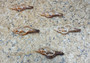 Center Cut Fox Shells - (5 shells approx. 2-3 inches). spiral cut brown ribbed shells showing the inside cavities. Copyright 2022 SeaShellSupply.com.