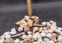 Indian Ocean Mix - (Approx. 1 Kilogram/2.2 lbs., 160-180 shells, 1-3 inches). Different sized spiral shells in a pile ranging multiple colors. Copyright 2025 SeaShellSupply.com.