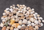 Indian Ocean Mix - (Approx. 1 Kilogram/2.2 lbs., 160-180 shells, 1-3 inches). Different sized spiral shells in a pile ranging multiple colors. Copyright 2025 SeaShellSupply.com.