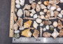 Indian Ocean Mix - (Approx. 1 Kilogram/2.2 lbs., 160-180 shells, 1-3 inches). Different sized spiral shells in a pile ranging multiple colors. Copyright 2025 SeaShellSupply.com.