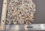 Nassa Persica (Persian) - (approx. 135-150 shells .625-.75 inches). Multiple earthly colored spiral shells in a pile. Copyright 2024 SeaShellSupply.com.