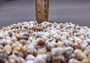 Dove Seashells Bulk Assortment (approx. half cup +/-350 shells 0.25+ inches) Euplica Festiva Dove Shell mix for crafting art & jewelry!