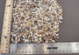 Dove Seashells Bulk Assortment (approx. half cup +/-350 shells 0.25+ inches) Euplica Festiva Dove Shell mix for crafting art & jewelry!