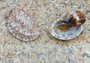 Major Harp - Harpa Davidus - (2 Shells Approx. 2.5-3 inches). Two brown and white spotted shells with ribbed edges and a wide opening. Copyright 2022 SeaShellSupply.com.