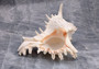 Ramose Murex Seashell - Chicoreus Ramosa - (1 shell approx. 6.5-7.5 inches) - B Grade. White ribbed textured spiral shell with some spikes. Copyright 2022 SeaShellSupply.com.