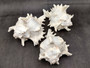 Ramose Murex Seashell - Chicoreus Ramosa - (1 shell approx. 6.5-7.5 inches) - B Grade. White ribbed textured spiral shell with some spikes. Copyright 2024 SeaShellSupply.com.