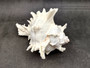 Ramose Murex Seashell - Chicoreus Ramosa - (1 shell approx. 6.5-7.5 inches) - B Grade. White ribbed textured spiral shell with some spikes. Copyright 2024 SeaShellSupply.com.