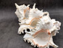 Ramose Murex Seashell - Chicoreus Ramosa - (1 shell approx. 6.5-7.5 inches) - B Grade. White ribbed textured spiral shell with some spikes. Copyright 2024 SeaShellSupply.com.