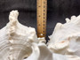 Ramose Murex Seashell - Chicoreus Ramosa - (1 shell approx. 6.5-7.5 inches) - B Grade. White ribbed textured spiral shell with some spikes. Copyright 2024 SeaShellSupply.com.