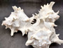 Ramose Murex Seashell - Chicoreus Ramosa - (1 shell approx. 6.5-7.5 inches) - B Grade. White ribbed textured spiral shell with some spikes. Copyright 2024 SeaShellSupply.com.
