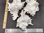 Ramose Murex Seashell - Chicoreus Ramosa - (1 shell approx. 6.5-7.5 inches) - B Grade. White ribbed textured spiral shell with some spikes. Copyright 2024 SeaShellSupply.com.