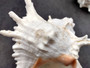 Ramose Murex Seashell - Chicoreus Ramosa - (1 shell approx. 6.5-7.5 inches) - B Grade. White ribbed textured spiral shell with some spikes. Copyright 2024 SeaShellSupply.com.