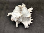 Ramose Murex Seashell - Chicoreus Ramosa - (1 shell approx. 6.5-7.5 inches) - B Grade. White ribbed textured spiral shell with some spikes. Copyright 2024 SeaShellSupply.com.