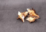 Murex Indivia - (4 shells, Approx. 2-3 inches). Brown spiral shells with some white spots and some darker brown spots. Copyright 2025 SeaShellSupply.com.