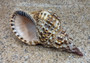 Caribbean Triton - Charonia Tritonis - (1 shell approx. 9-10 inches). brown, white, and black dotted spiral linear designed shell with a wide opening on the side. Copyright 2022 SeaShellSupply.com.
