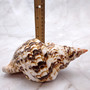 Caribbean Triton Seashell Charonia Tritonis (1 shell approx. 8+ inches) Superb shells for coastal crafting décor & collections!