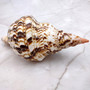 Caribbean Triton Seashell Charonia Tritonis (1 shell approx. 8+ inches) Superb shells for coastal crafting décor & collections!