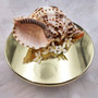 Caribbean Triton Seashell Charonia Tritonis (1 shell approx. 8+ inches) Superb shells for coastal crafting décor & collections!