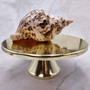 Caribbean Triton Seashell Charonia Tritonis (1 shell approx. 8+ inches) Superb shells for coastal crafting décor & collections!