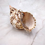 Caribbean Triton Seashell Charonia Tritonis (1 shell approx. 8+ inches) Superb shells for coastal crafting décor & collections!