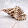 Caribbean Triton Seashell Charonia Tritonis (1 shell approx. 8+ inches) Superb shells for coastal crafting décor & collections!