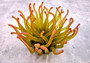  Aqua FAUX Anemone - Condylactis Gigantea - (1 FAUX Anemone approx. 5Wx4Dx5T inches). green ombre fake anemone with pink tipped tentacles. Copyright 2024 SeaShellSupply.com.