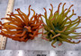  Aqua FAUX Anemone - Condylactis Gigantea - (1 FAUX Anemone approx. 5Wx4Dx5T inches). green ombre fake anemone with pink tipped tentacles. Copyright 2024 SeaShellSupply.com.