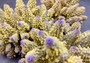  Yellow Finger Staghorn FAUX Coral - Acropora Humilis - (1 FAUX Coral approx. 5.5x3.5x5 inches). yellow and purple branched tentacles. Copyright 2024 SeaShellSupply.com.