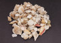 Medium Seashell Assorted Ocean Mix - (Approx 2.2 pounds, Approx. 1 - 2.25 inches). A bunch of tan little shells with wide open backs. Copyright 2022 SeaShellSupply.com.